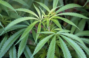 Drugs: Hemp Cannabis