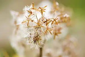 Imaginary: Hempagrimony