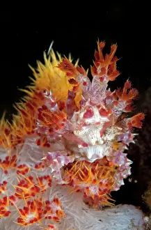 Dendronephthya: Hemprich's soft coral