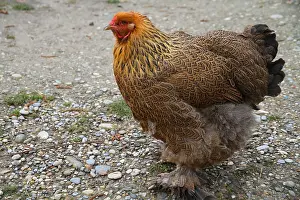 Characteristics: Hen Bramha