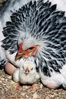 Bantam: Hen and chick
