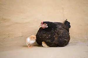 Blacks: Hen and chick lying against a wall Terai Nepal