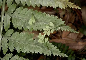 Asplenium: Hen and chickens fern, showing viviparous production