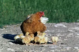 Housing: Hen and her chicks in a farm