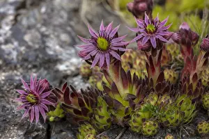 Sempervivum: Hen and Chicks, Mountain Houseleek, Sempervivum montanum