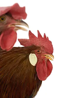 Bantam: Hen and cock Leghorn Bantam breed