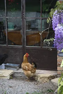 Transparency: Hen in front of a door of home