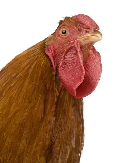Dresden: Hen Dresden breed golden brown