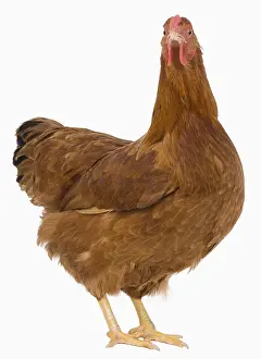 Dresden: Hen Dresden breed golden brown