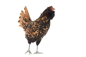 Barbu: Hen Dutch Barbu Pailletie