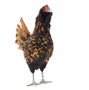 Barbu: Hen Dutch Barbu Pailletie