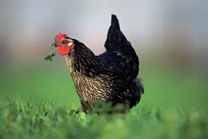 Swallowing: Hen eating clovers