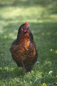 Unsharp: Hen in a garden