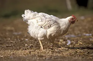 Quest: Hen Gatinaise pecking on the ground France