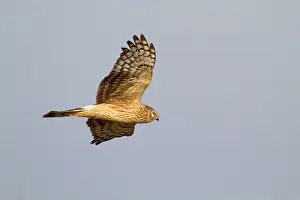 Cyaneus: Hen Harrier