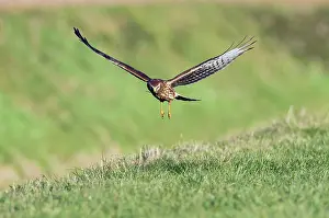 Cyaneus: Hen Harrier