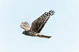 Circus: Hen Harrier