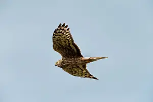 Circus: Hen Harrier