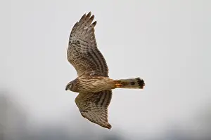 Circus: Hen Harrier
