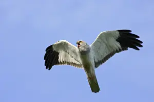 Circus: Hen Harrier