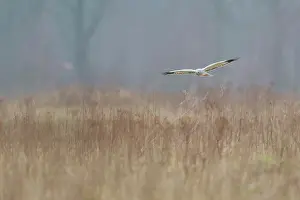 Circus: Hen Harrier