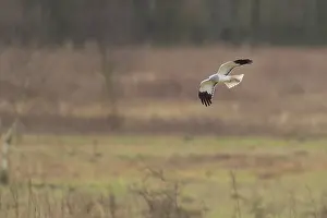 Circus: Hen Harrier