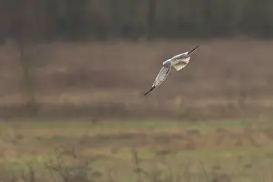 Circus: Hen Harrier