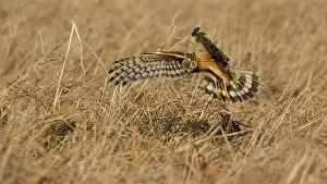 Circus: Hen Harrier