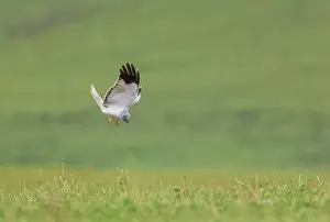 Adulte: HEN HARRIER