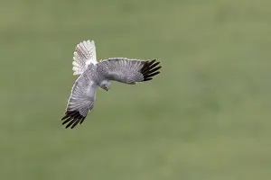 Adulte: HEN HARRIER