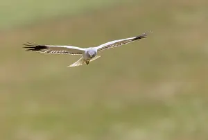 Adulte: HEN HARRIER