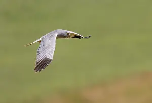 Adulte: HEN HARRIER
