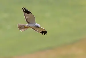 Adulte: HEN HARRIER