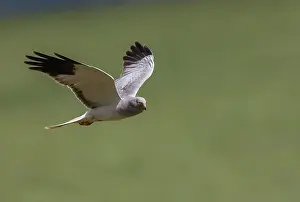 Adulte: HEN HARRIER