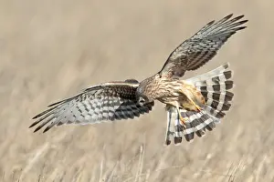 Harrier: Hen Harrier (Circus cyaneus) hunting, The Nethe