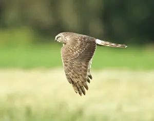 Cyaneus: Hen Harrier - female hunting over farmland - during