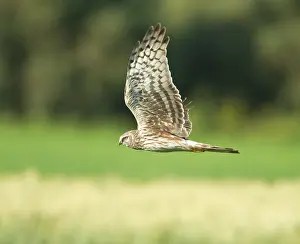 Cyaneus: Hen Harrier - female hunting over farmland - during