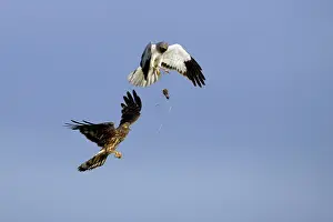 Passing: Hen Harrier - Male passing prey to female in flight