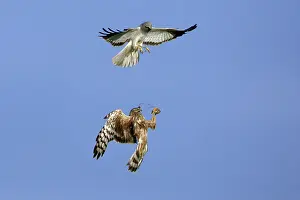 Passing: Hen Harrier - Male passing prey to female in flight