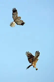 Passing: Hen Harrier - Male passing prey to female in flight