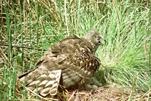 Harrier: Hen HARRIER / Northern Harrier / Marsh hawk - On