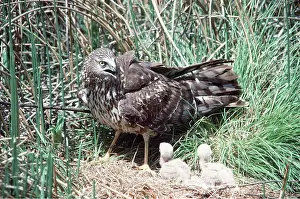 Harrier: Hen HARRIER / Northern Harrier / Marsh hawk - On