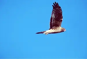 Harrier: Hen Harrier / Northern Harrier / Marsh Hawk - Adult