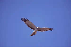 Harrier: Hen Harrier / Northern Harrier / Marsh Hawk - adult