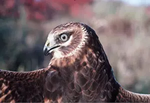 Harrier: Hen HARRIER / Northern Harrier / Marsh hawk - close-up