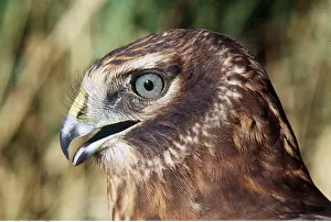 Harrier: Hen Harrier / Northern Harrier / Marsh Hawk - close-up