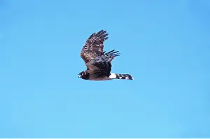 Harrier: Hen HARRIER / Northern Harrier / Marsh hawk - Juvenile