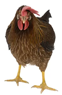 Bantam: Hen Leghorn Bantam breed