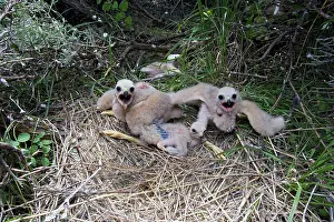 Cyaneus: Hen / Northern Harrier - chicks at nest site on