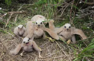 Cyaneus: Hen / Northern Harrier - chicks at nest site on